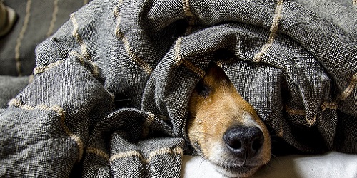 Haustiere und Tiergesundheit Banner